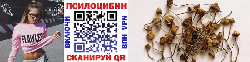 Галлюциногенные грибы Psilocybe  Саранск 